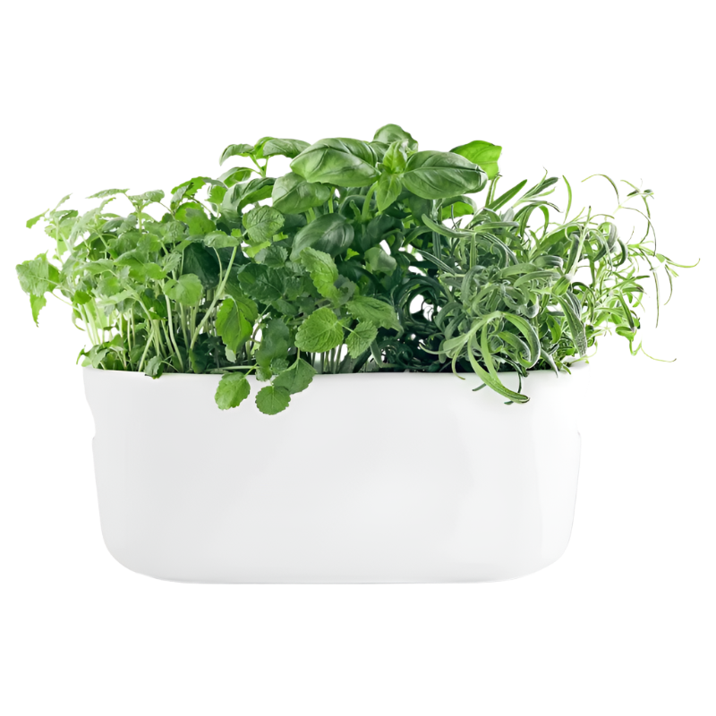 Selbstbewässender Kräutergarten