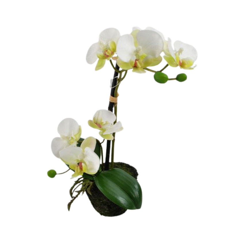 Phalaenopsis 32 cm - Weiß