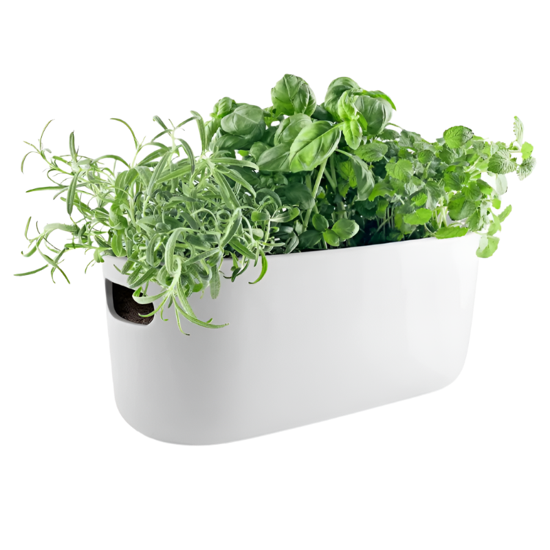 Selbstbewässender Kräutergarten