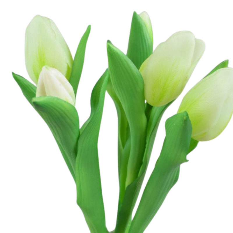 Tulpenknospen-Bündel 33 cm - Creme
